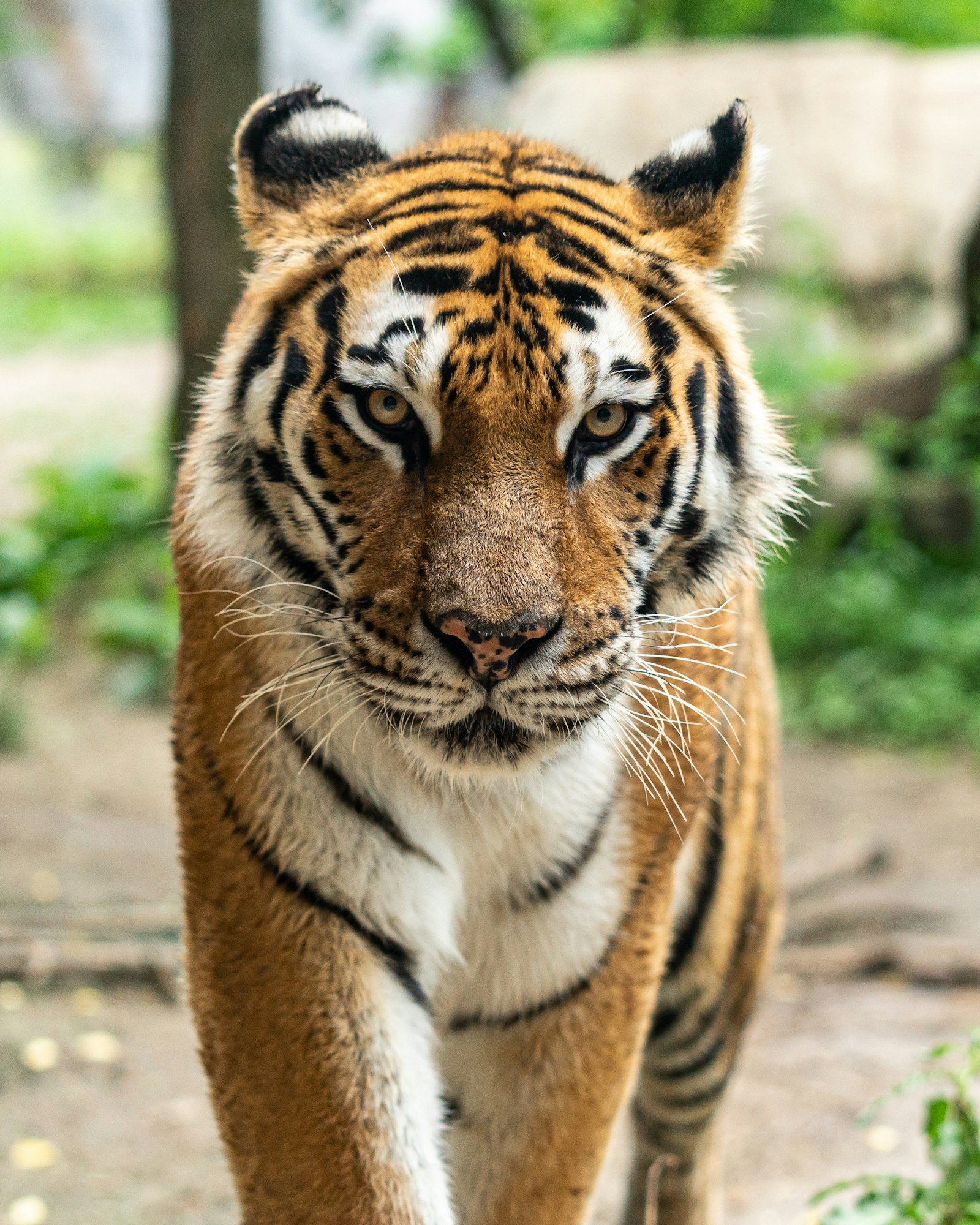 Golden Triangle & Ranthambore Wildlife – 8 Days